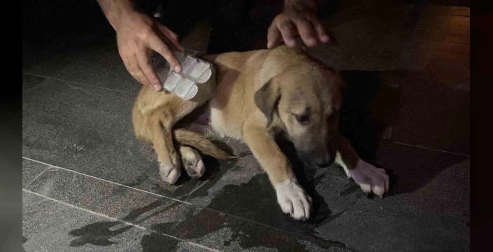 Eskişehir'de yavru köpeğe çarpan sürücü kaçtı