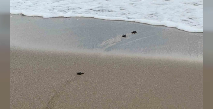 Gazipaşa'da Caretta Caretta Yavruları Denize Ulaştı: MEB AKUB Takımı Görev Başında