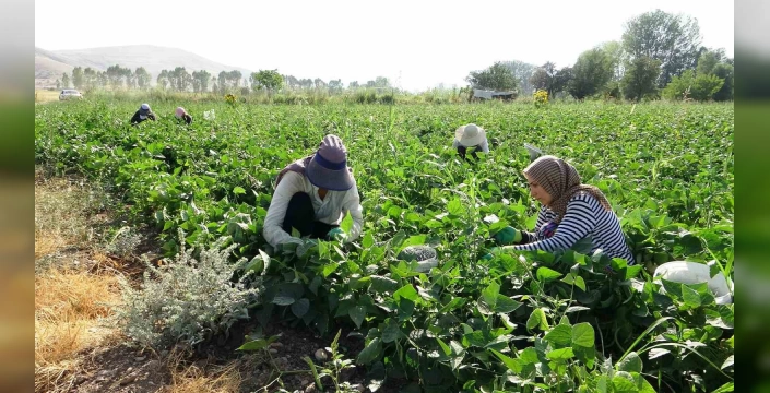 Gevaş fasulyesi, kadın girişimcilerin elinde değerleniyor