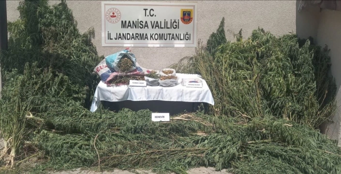 Gördes'te 2 Şüpheli Gözaltında: 2416 Kök Kenevir Ele Geçirildi
