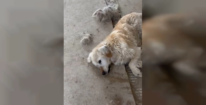 Gümüşhane'de hayvan barınağı skandalı: Çok sayıda köpek açlık ve susuzluktan öldü