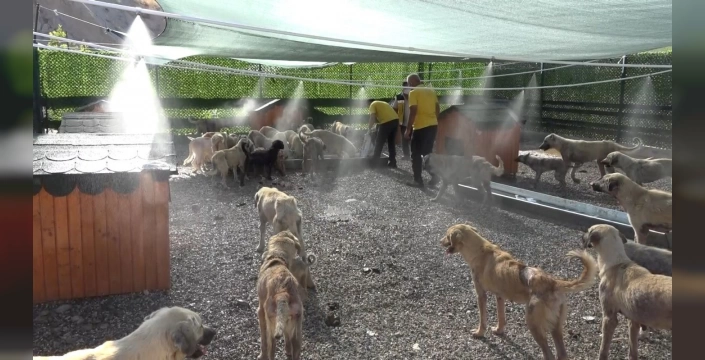 Kahta Belediyesi, sokak hayvanlarını sıcaktan korumak için önlem aldı
