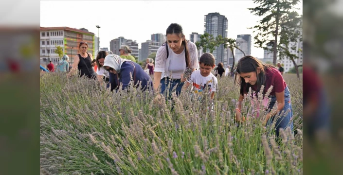 Keçiören'de 2. Geleneksel Lavanta Festivali: Başkentliler akın etti