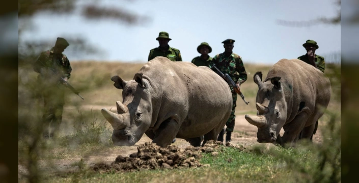 Kenya'da son iki kuzey beyaz gergedan tüp bebek umuduyla yaşıyor