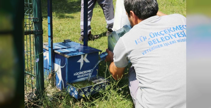 Küçükçekmece'de Sokak Hayvanlarına Yaz Sıcaklarına Karşı Destek