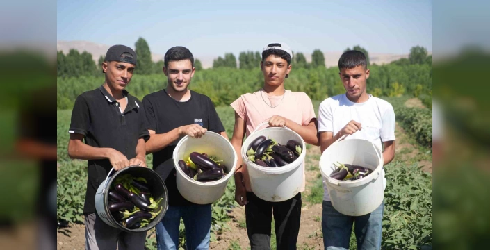 Muş'ta kavurucu sıcaklar kurutmalık sebze sezonunu canlandırdı