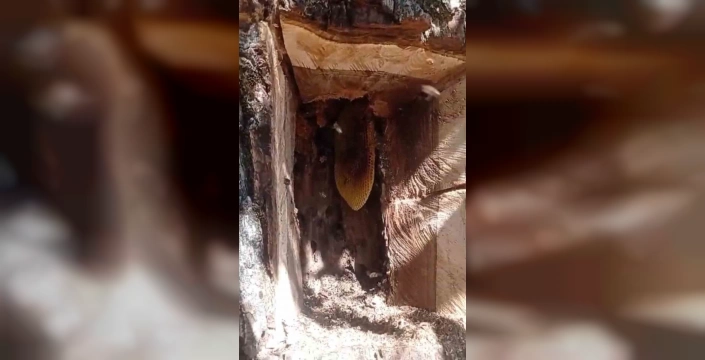 Palu'da 5 kilo doğal bal hasadı