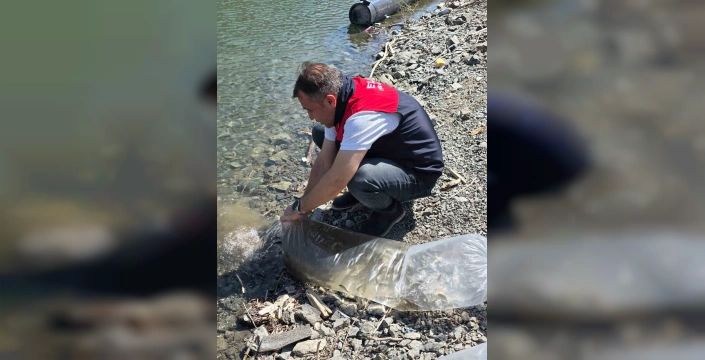 Palu'da Beyhan Baraj Gölü'ne 50 bin yavru balık bırakıldı
