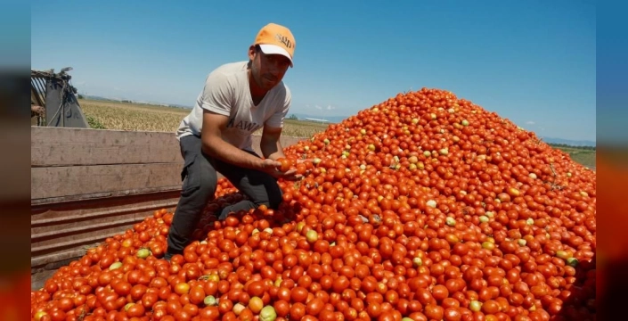 Salçalık domates fiyatlarında rekor artış: Bursa'da ekim alanları daraldı