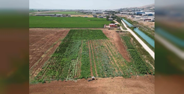 Şanlıurfa'da ata tohumlarıyla üretilen sebzelerin hasadı başladı