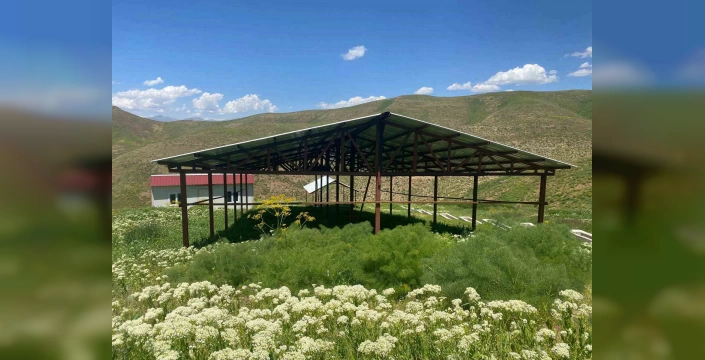 Siirt'te Mera Islah Projesi: Hayvancılık Destekleniyor