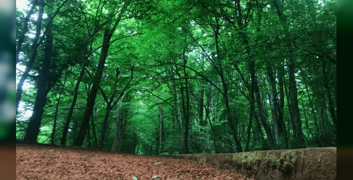 Tarım ve Orman Bakanlığı açıkladı: 2025 yılına ilişkin ormancılık raporu yayımlandı