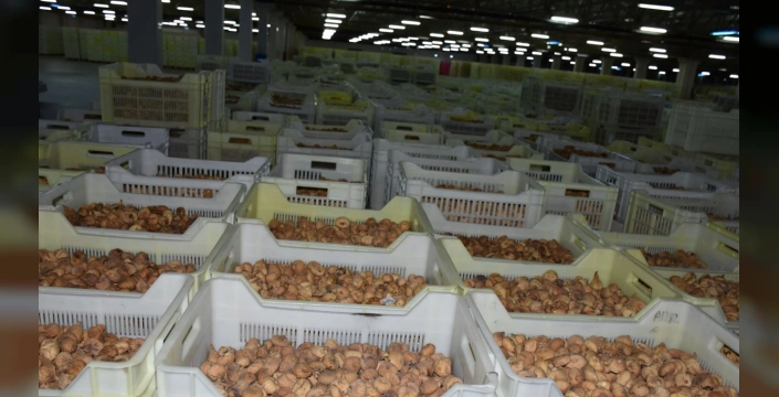 Tariş, kuru incir alım fiyatlarını açıkladı