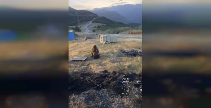 Tunceli'nin Hozat ilçesinde bozayı jandarma karakolunda yemek yedi