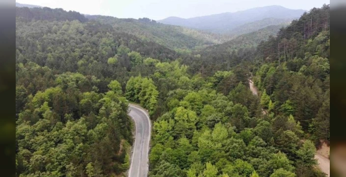 Türkiye, orman varlığında Avrupa'da birinci sırada