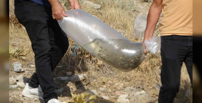 Van'a 450 bin yavru sazan bırakıldı