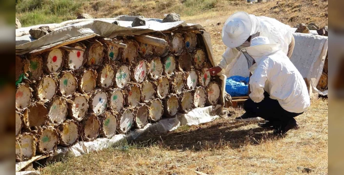 Van'da bal üretimi tehlikede: Küresel ısınma arıcıları zorluyor