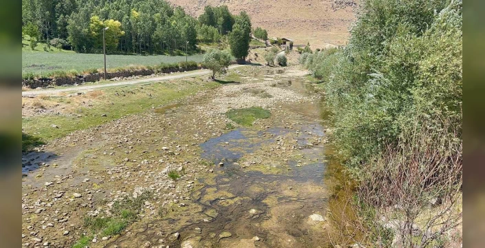 Van'da Siraz balığı yavruları tehlikede