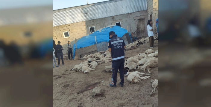 Van'ın Saray ilçesinde kurt saldırısı: 111 koyun telef oldu