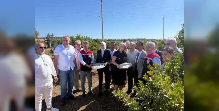 Çeşme'de damla sakızı ve zeytin hasadı başladı