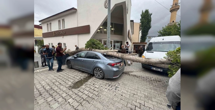 Diyadin'de rüzgarın devirdiği ağaç otomobile düştü
