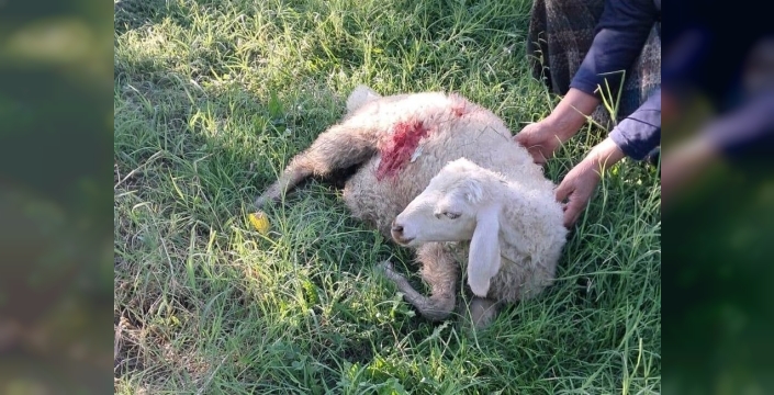 Erzincan'da başıboş köpekler 6 kuzuyu telef etti