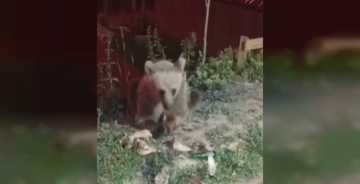 Erzincan'daki Dumanlı Tabiat Parkı'nda bozayı görüntülendi