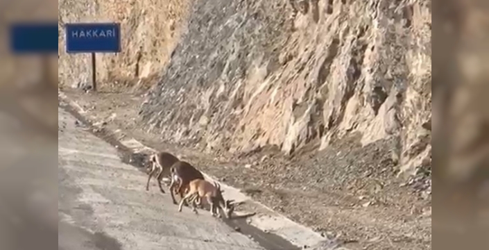 Hakkari'de dağ keçileri kara yolunda su içti