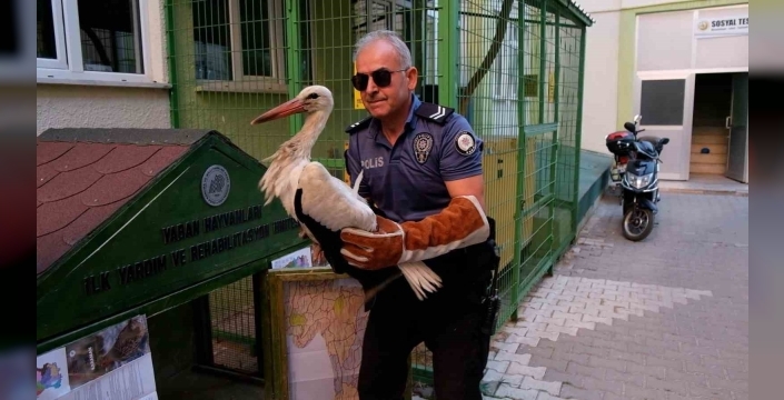 Karaman'da yaralı leylek koruma altına alındı