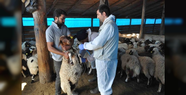 Kars'ta küçükbaş hayvanlara aşı ve küpeleme çalışmaları