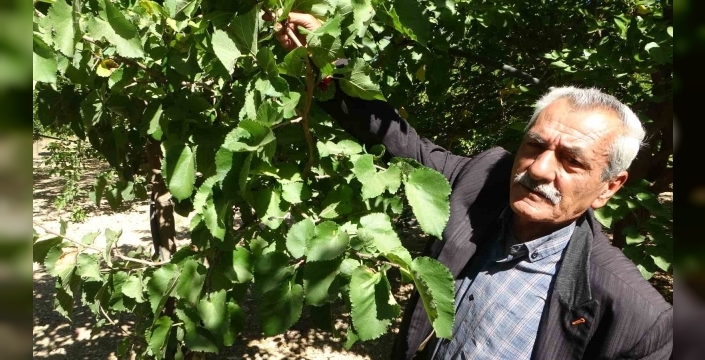 Malatya'da karadut üretimi: kurutulmuş ürün 500 TL'ye kadar satılıyor