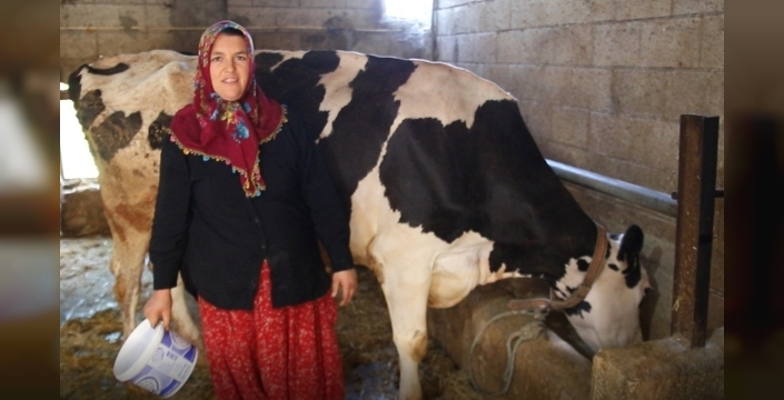 Yıldız Aslan'ın 2 inekten 17'ye uzanan başarı öyküsü: Sıfır kilometre araba aldılar