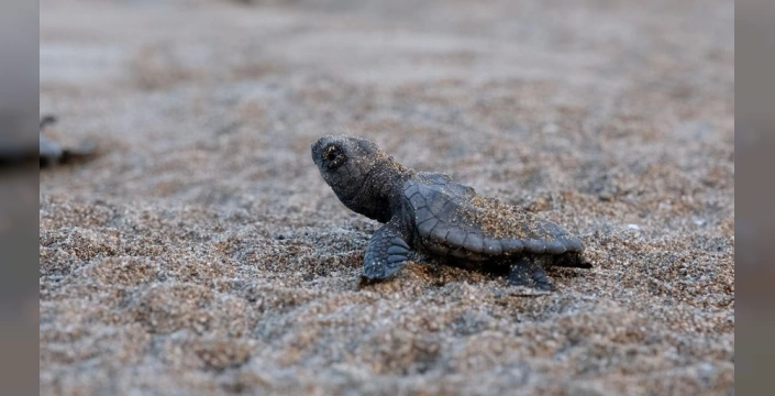40 bin yavru deniz kaplumbağası denize kavuştu