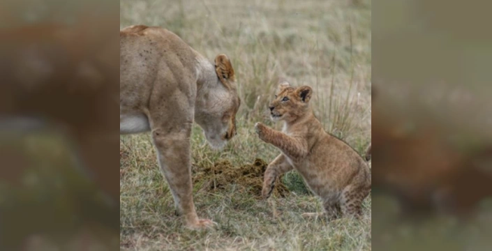 Afrika'da vahşi aslanlar tehlike altında: 8 bin 'tutsak aslan'ın geleceği belirsiz