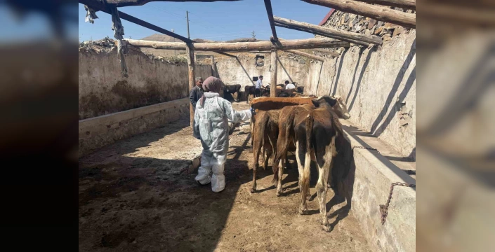 Ağrı'da şap hastalığına karşı aşılama çalışmaları sürüyor