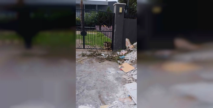 Arsuz'da sokak köpeği demir korkuluklara sıkıştı