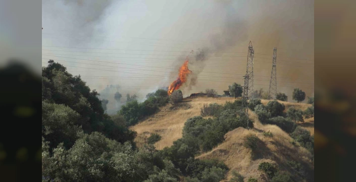 Aydın'da Orman Yangını: Vali Canbolat, 'Kontrol Altına Alındı' Dedi