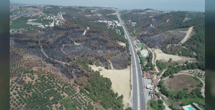Bursa'da yanan alanlar yeniden yeşertilecek