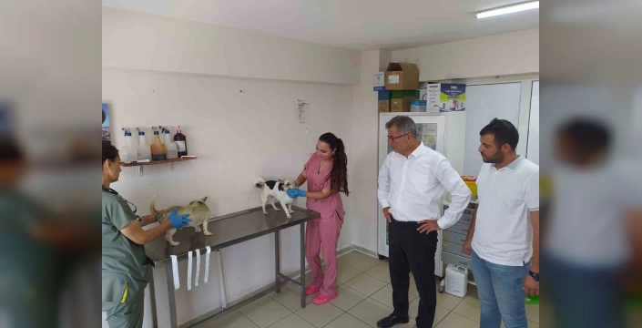 Bursa Yangını'ndan Etkilenen Hayvanlar Erzurum'a mı Götürülecek?