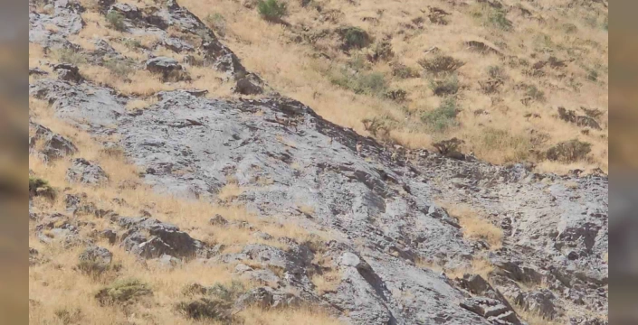 Cilo Dağı'nda nadir dağ keçileri görüntülendi