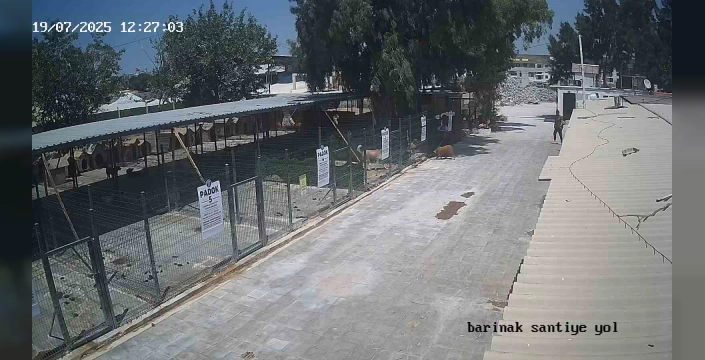 Didim'de Kayıp Köpek Tarçın Olayı: Belediye Açıklama Yaptı, Soruşturma Başlatıldı