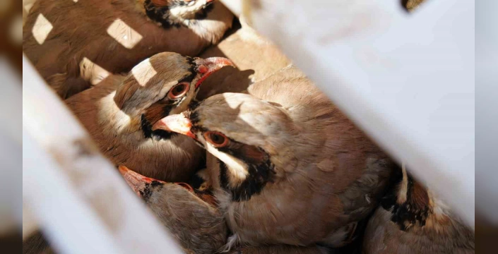 Doğa Koruma Genel Müdürlüğü: 1 Milyona Yakın Kanatlı Hayvan Doğaya Salındı