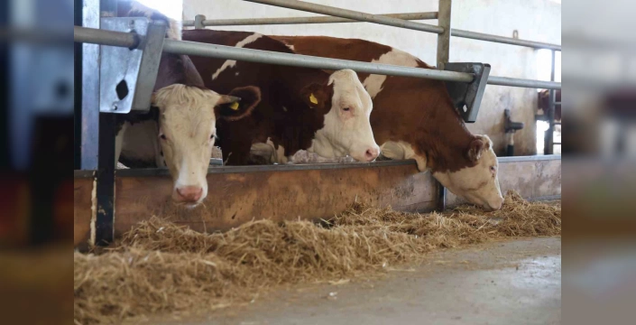 Elazığ'da şap hastalığı endişesi: Hayvan pazarları kapatıldı