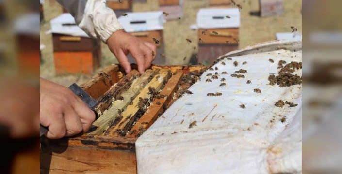 Erzincan'da bal hasadı başladı