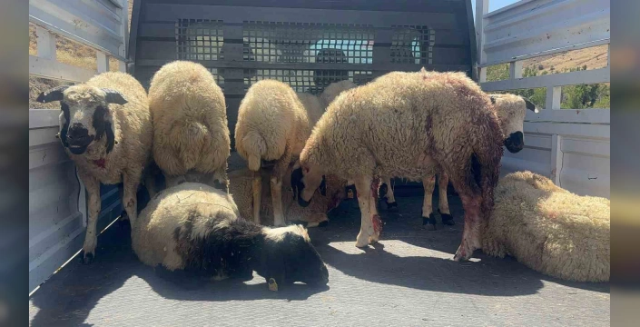 Erzincan'da kurt ve ayı saldırısı: 20 kuzu telef, 30 kayıp