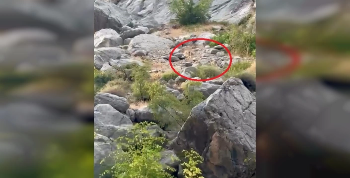 Erzincan'da Nesli Tükenmekte Olan Dağ Keçileri Görüntülendi: Karanlık Kanyon, Yaban Hayatına Ev Sahipliği Yapıyor