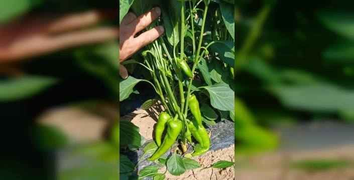 Erzincan'da TAKE Projesi: Kapya Biber Ekiliş Alanları Denetlendi