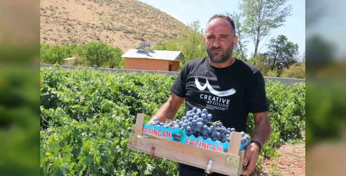 Erzincan'ın Üzümlü ilçesinde Cimin Üzümü hasadı sürüyor