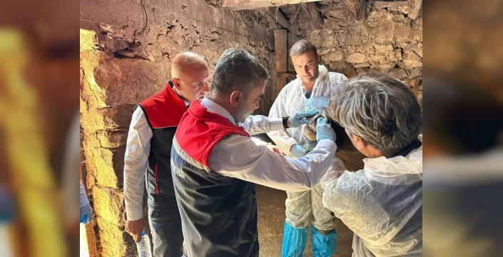 Erzurum'da şap hastalığıyla mücadele sürüyor