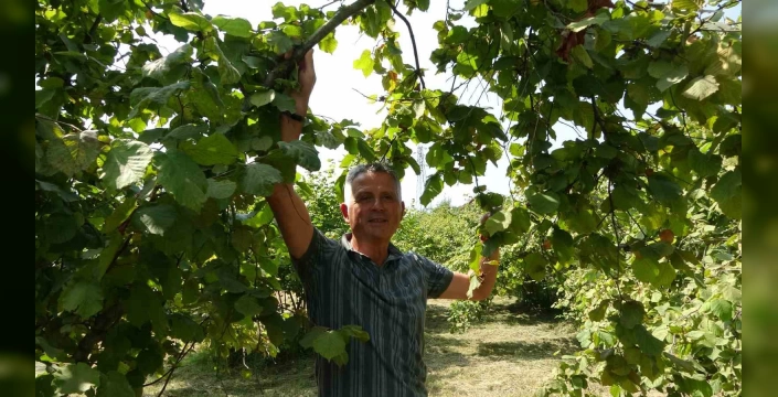 Fındık Hasadında Erken Toplama Uyarısı: Üreticilere Zarar Uyarısı